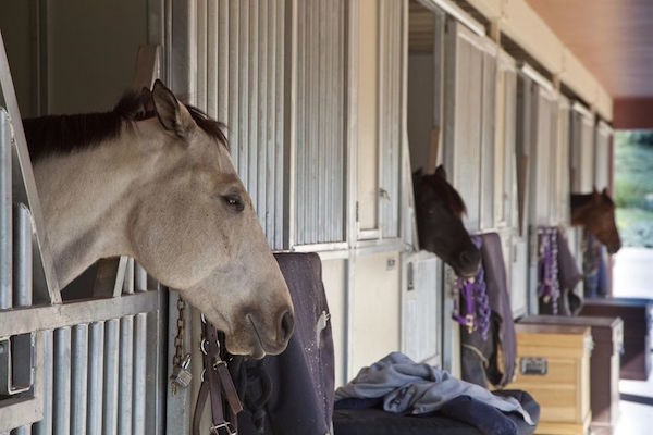 Fairmont-Grand-Del-Mar-photos-Facilities-Equestrian-Stables